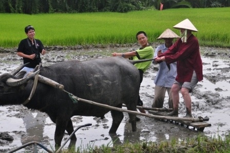 Khách Tây thích thú với tour “đi cày đi cấy” ở Hội An - 7 Du khách được hướng dẫn giữ thăng bằng để bừa ruộng