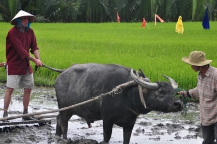 Khách Tây thích thú với tour “đi cày đi cấy” ở Hội An - 1 Du khách được hướng dẫn để đi bừa ruộng
