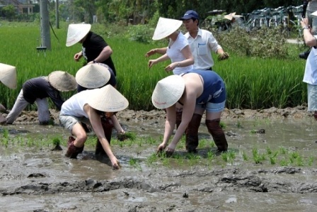 Hoặc cùng nhau cấy lúa