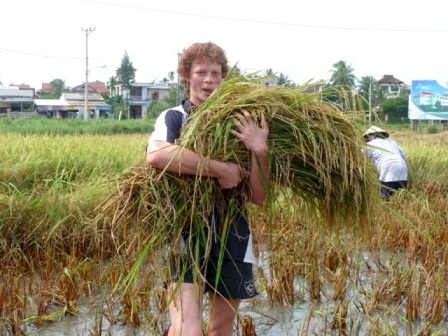 Mang lúa đến máy đập