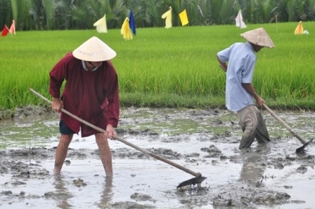 Khách Tây thích thú với tour “đi cày đi cấy” ở Hội An - 9 Sau khi cày và bừa là công việc trang cho ruộng bằng phẳng
