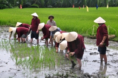 Khách Tây thích thú với tour “đi cày đi cấy” ở Hội An - 13 Hoặc cùng nhau cấy lúa