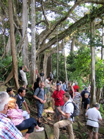 Rất đông du khách trong và người nước tham quan cây đa