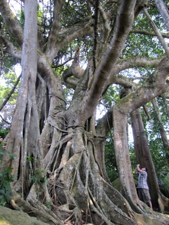 Bộ rễ chính của cây đa cũng rất to