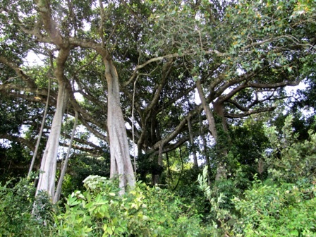 Cây đa có tuổi đời khoảng 200 năm