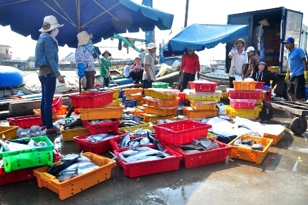 Thu mua cá của ngư dân ở cảng cá Thọ Quang, Đà Nẵng