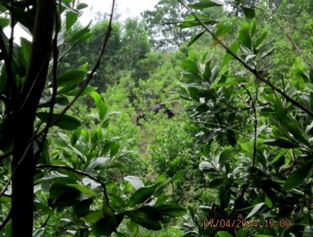 Bò tót xuất hiện ở khu vực rừng trồng của người dân ở xã Jơ Ngây