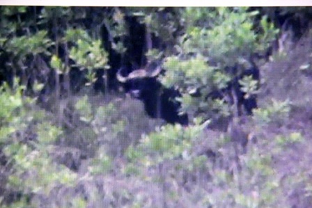 Cá thể bò tót về thôn Phú Mưa và Cloò (xã Jơ Ngây, Đông Giang) được người dân ghi hình lại