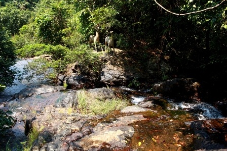 Những con suối ở thượng nguồn đổ về hồ