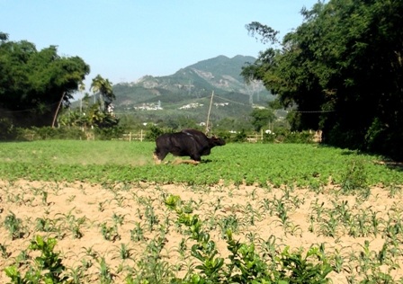 Phát hiện xác con bò tót húc chết người - 1 Con bò tót xuống khu vực hoa màu của người dân xã Đại Lãnh, huyện Đại Lộc