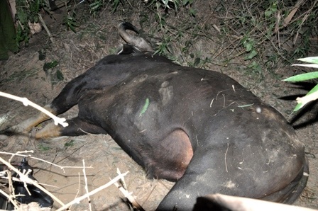 Phát hiện xác con bò tót húc chết người - 2 Hiện trường nơi con bò tót bị chết