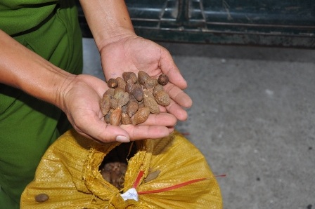 Kiểm lâm nổ súng chặn nhóm vận chuyển hạt ươi trái phép - 1 Công an Quảng Nam thu giữ hạt ươi vận chuyển trái phép trên địa bàn tỉnh