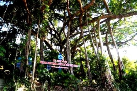 Cây đa Sơn Trà có tuổi thọ khoảng 800 năm