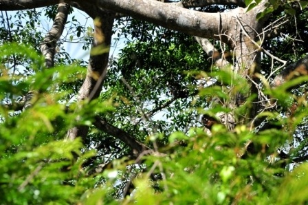 Du khách trong và ngoài nước tham quan cây đa Sơn Trà