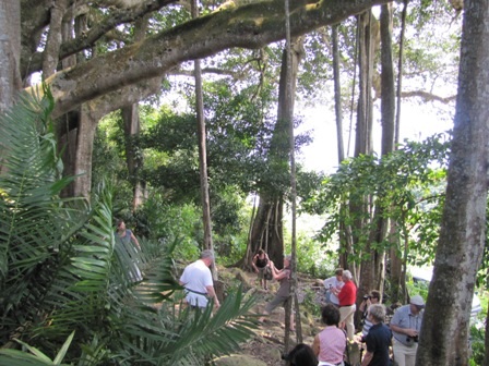 Du khách trong và ngoài nước tham quan cây đa Sơn Trà