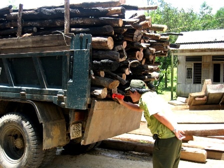 Doanh nghiệp buôn gỗ lậu bị phạt 300 triệu đồng - 1 Kiểm tra xe tải chở gỗ lậu tại trạm liên ngành đặt tại xã Ba (Đông Giang, Quảng Nam)