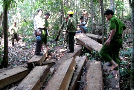Hiện trường vụ cất giấu gỗ trái phép. Ảnh: P.G.