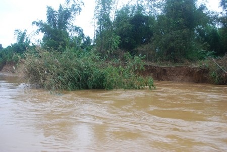 Hàng trăm hộ dân lo lắng vì sông “ngoạm” vào làng - 8 Hàng trăm hộ dân lo lắng vì sông “ngoạm” vào làng - 8