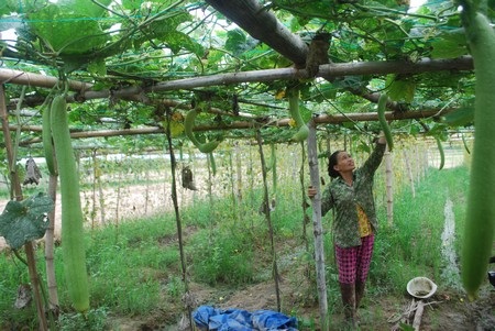 Gần 1.400 lao động có việc làm thông qua phát triển kinh tế địa phương - 2