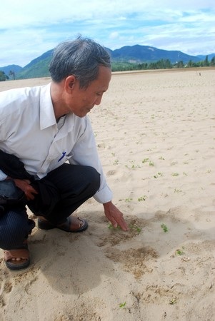 Hàng trăm ha ruộng có nguy cơ bỏ hoang vì “lũ cát” - 5 Hàng trăm ha ruộng có nguy cơ bỏ hoang vì “lũ cát” - 5