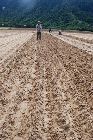 Hàng trăm ha ruộng có nguy cơ bỏ hoang vì “lũ cát” - 3 Hàng trăm ha ruộng có nguy cơ bỏ hoang vì “lũ cát” - 3