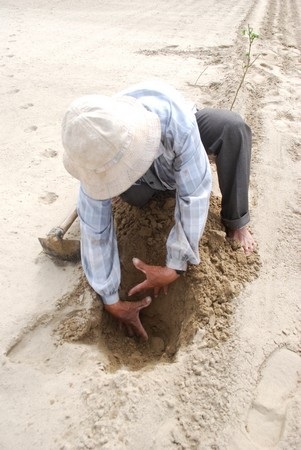 Hàng trăm ha ruộng có nguy cơ bỏ hoang vì “lũ cát” - 6 Hàng trăm ha ruộng có nguy cơ bỏ hoang vì “lũ cát” - 6