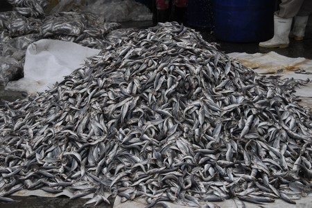 Mưu sinh ở bến cá - 4