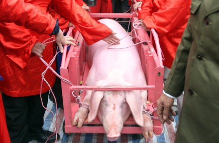 Nếu bị đau tim - Đừng xem chém lợn - 17