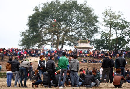 Hàng trăm trai tráng cuồng nộ cướp phết Hiền Quan - 1 Năm nay lúa cấy sớm, bãi thả phết được chuyển ra bãi bồi ngoài sông