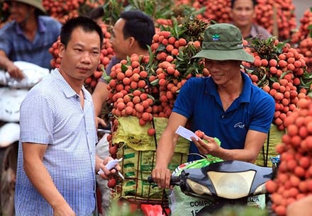 Vải thiều 7.000 đồng/kg, vải Nhật Bản vài trăm nghìn đồng... 5 quả - 2 Thương lái Trung Quốc len lỏi giữa hàng dài xe vải để xem và ngã giá