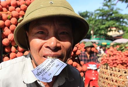 Hình ảnh chỉ có thể thấy ở "vựa vải" lớn nhất miền Bắc - 4 Thương lái Trung Quốc len lỏi giữa hàng dài xe vải để xem và ngã giá
