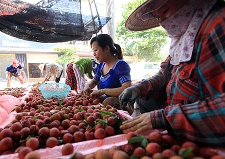 Hình ảnh chỉ có thể thấy ở "vựa vải" lớn nhất miền Bắc - 10 Thương lái Trung Quốc len lỏi giữa hàng dài xe vải để xem và ngã giá