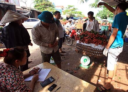 Hình ảnh chỉ có thể thấy ở "vựa vải" lớn nhất miền Bắc - 5 Thương lái Trung Quốc len lỏi giữa hàng dài xe vải để xem và ngã giá