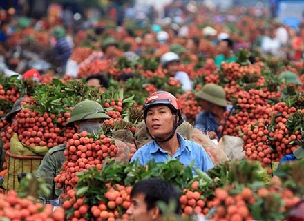 Hình ảnh chỉ có thể thấy ở "vựa vải" lớn nhất miền Bắc - 11 Thương lái Trung Quốc len lỏi giữa hàng dài xe vải để xem và ngã giá