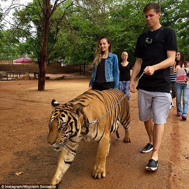 Sao Arsenal dắt… hổ đi dạo - 1 Wojciech
Szczesny khoe ảnh dắt hổ đi dạo