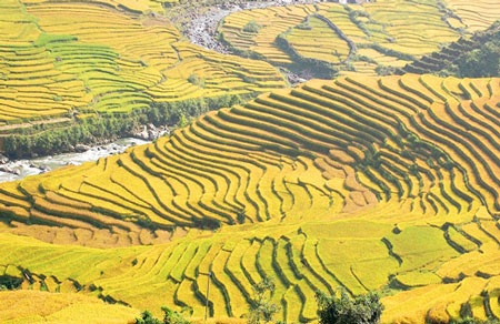 Ruộng bậc thang Sa Pa nằm trong top 11 ruộng bậc thang đẹp nhất thế giới - 1 Ruộng bậc thang Sa Pa nằm trong top 11 ruộng bậc thang đẹp nhất thế giới