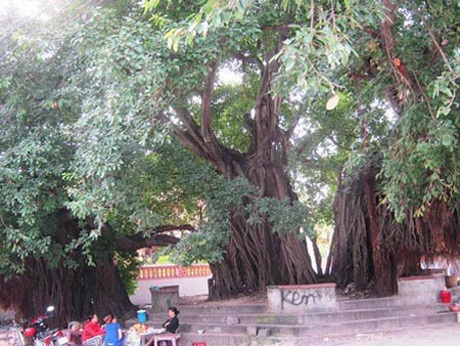 Kỳ lạ cây 400 năm tuổi có khả năng "cứu" ngư dân - 4 Theo