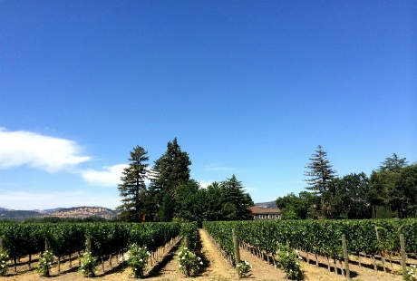 Thung lũng Napa với những vườn nho xanh mướt trải dài