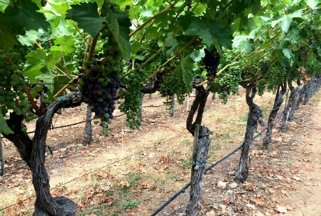 Đến tháng 10 nho chín mọng cũng là lúc vào mùa thu hoạch