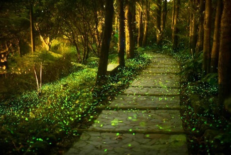Mê mẩn trước vẻ đẹp của rừng đom đóm lớn nhất thế giới - 7 Minh Anh
