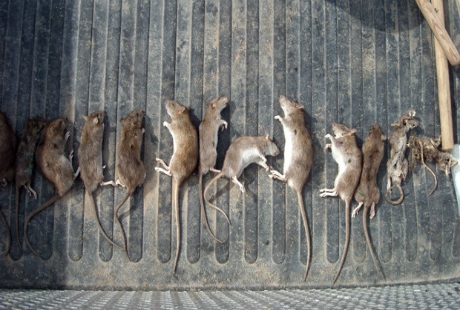 Lễ hội “siêu độc” chỉ có ở Tây Ban Nha - 2 Lễ hội “siêu độc” chỉ có ở Tây Ban Nha