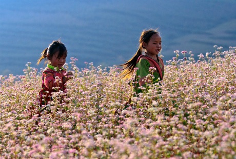 Hồn nhiên bên vườn hoa tam giác mạch
