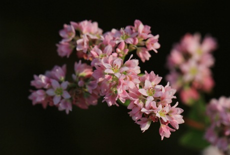 Cận cảnh hoa tam giác mạch