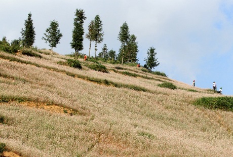 Một vườn hoa tam giác mạch ở huyện Xí Mần