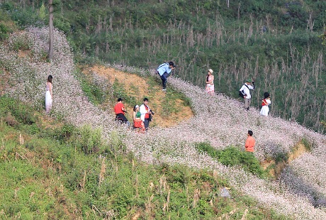 Dân phượt nô nức chụp ảnh hoa Tam giác mạch