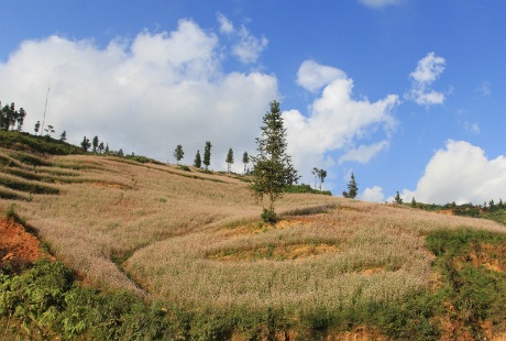 Dưới nắng thu màu hoa tam giác mạch thật quyến rũ