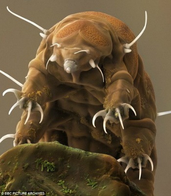 Những con quái vật biển đáng sợ trong đại dương xanh thẳm