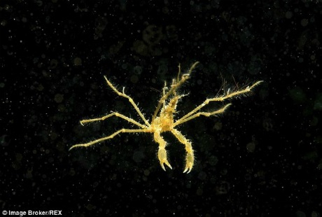 Cua nhện thường xuất hiện dọc theo bờ biển phía Tây và Nam của Vương quốc Anh