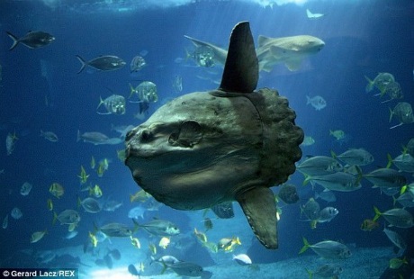 Cá Mola Mola có nguồn gốc ở vùng biển ôn đới và nhiệt đới. Con mồi chủ yếu của nó là sứa