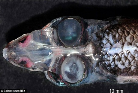 Cá mắt thùng có vẻ ngoài đáng sợ